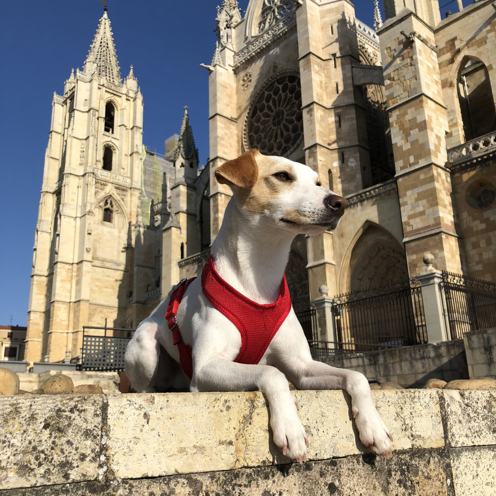 La catedral de León.