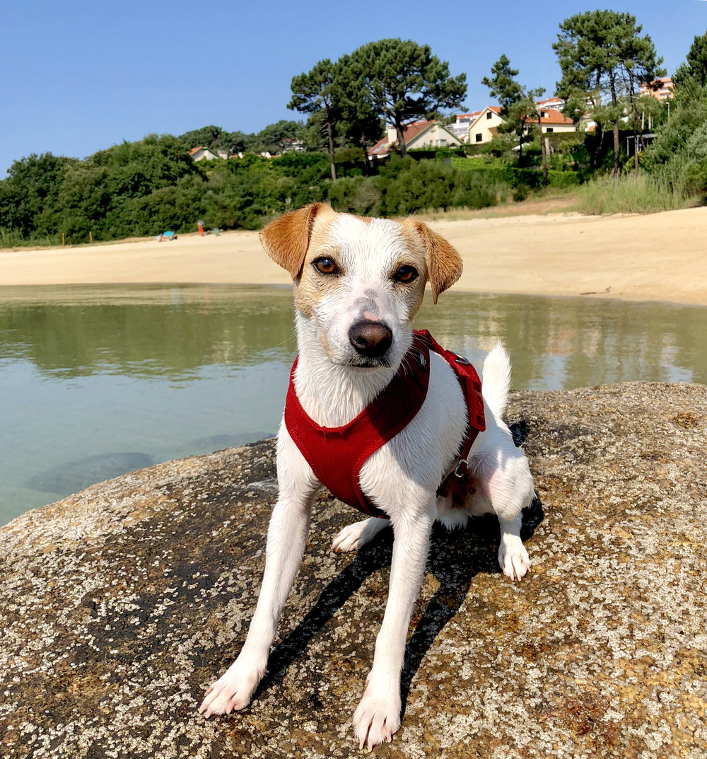 Pipper en la playa de O Espiño, junto al puerto Deportivo de Pedras Negras, en O Grove.