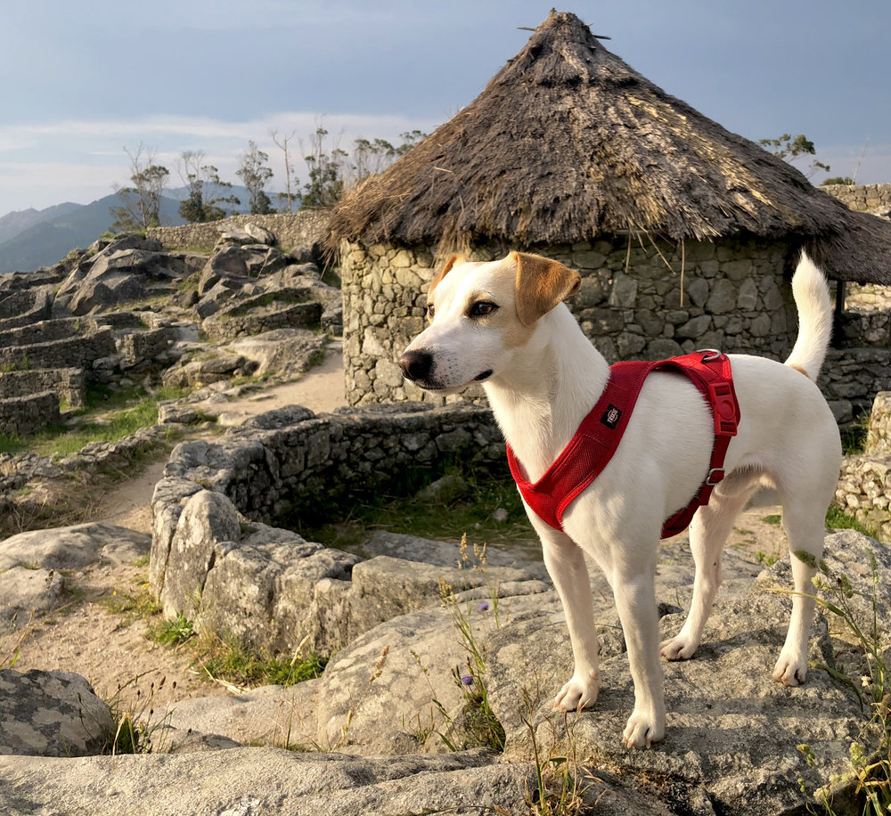 Pipper en el castro de Santa Tecla.