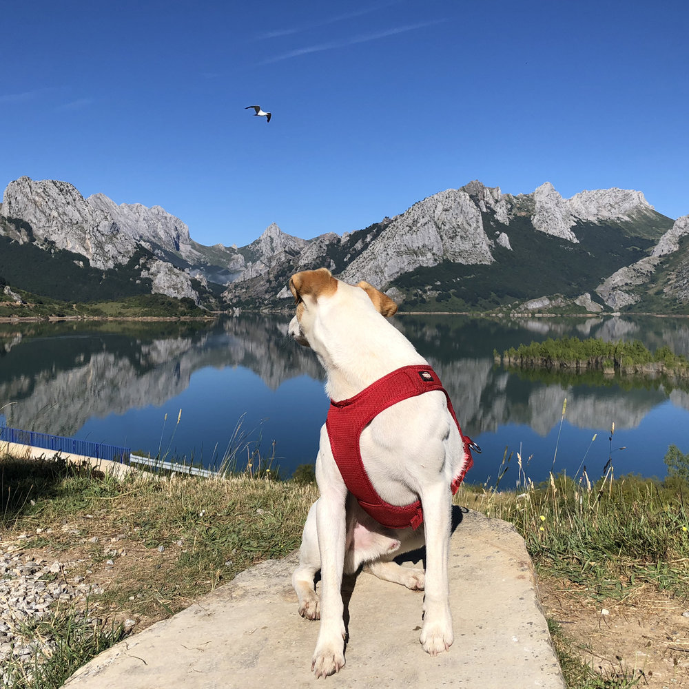 Flipando con un pájaro en Riaño (Picos de Europa).