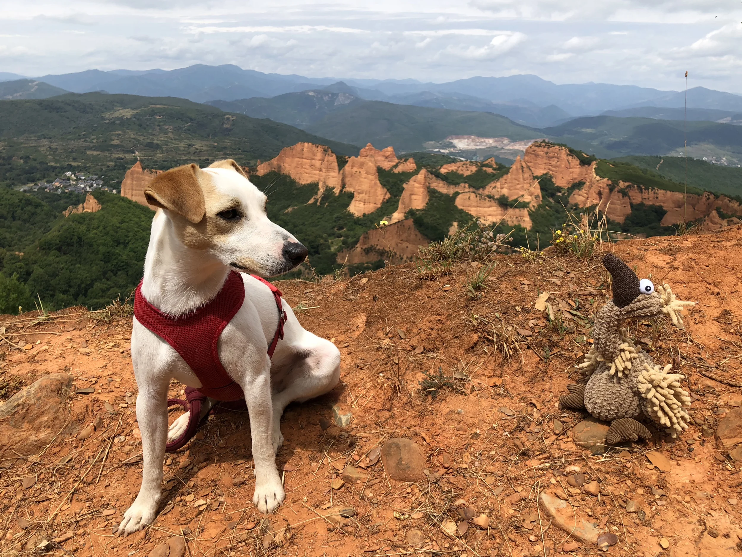 Pipper en su visita a Las Médulas en julio de 2018 con el buitre Gustav.