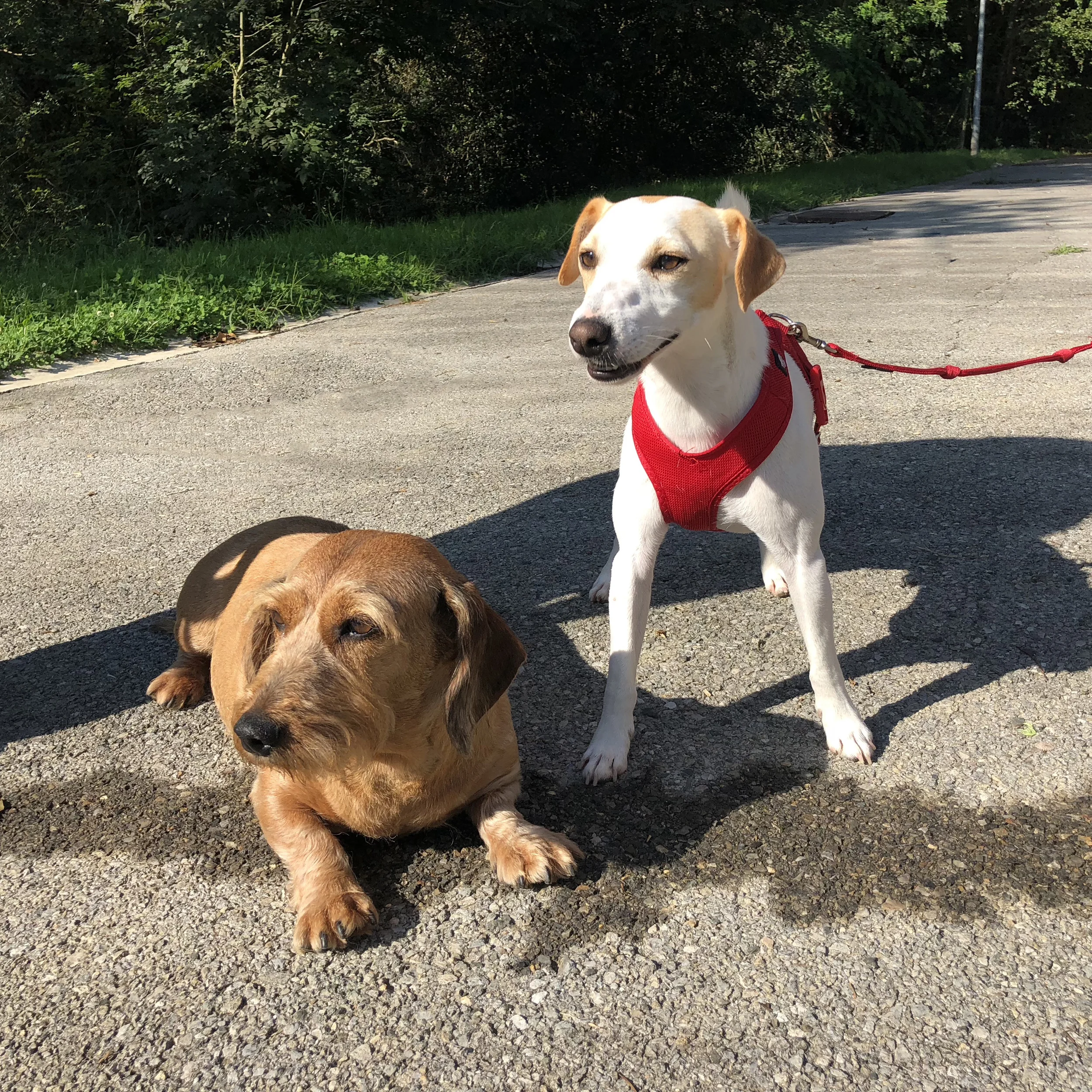 21 años de la Protectora de Animales y Plantas de Gipuzkoa