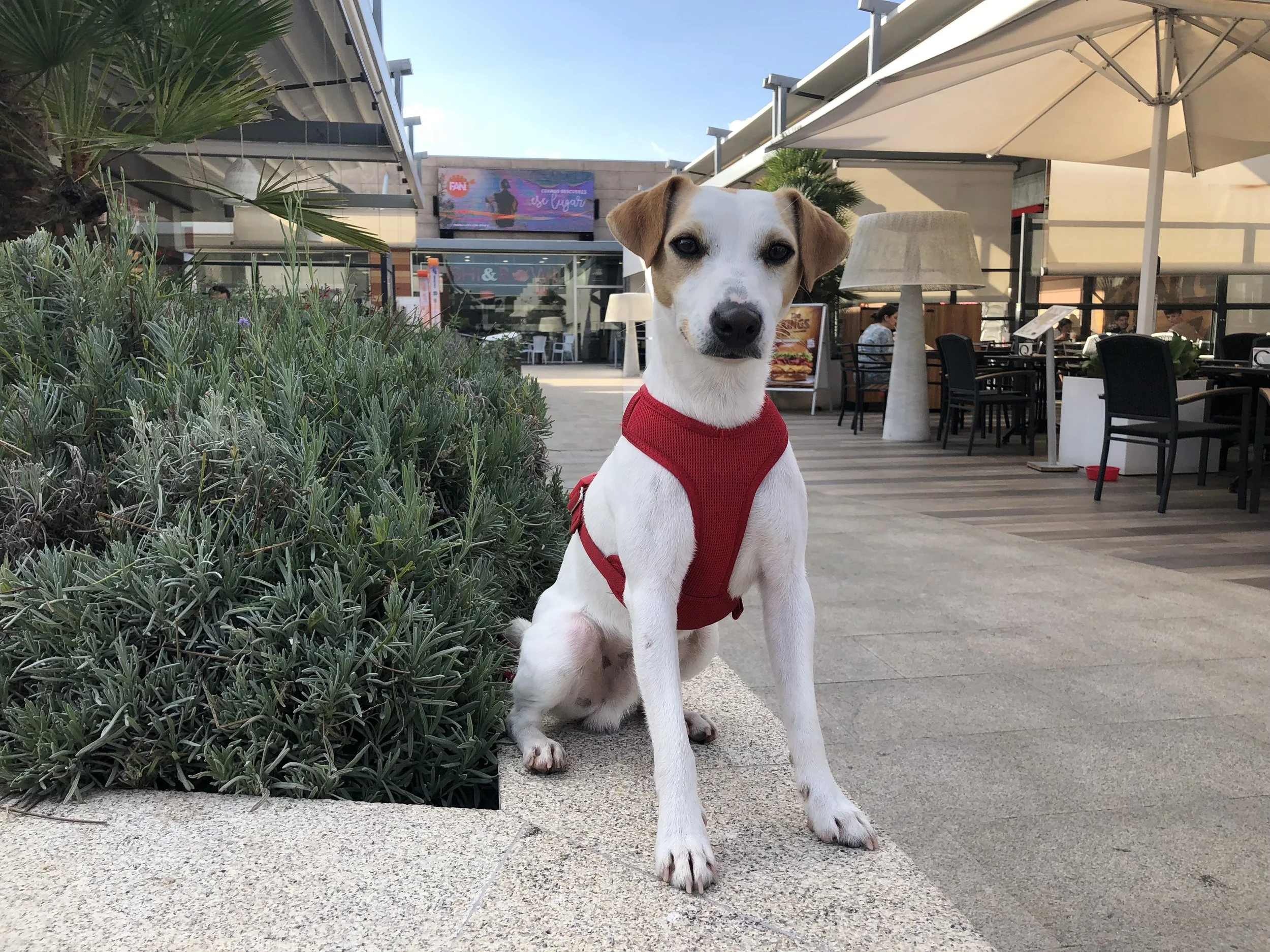 Pipper en FAN Mallorca Shopping.