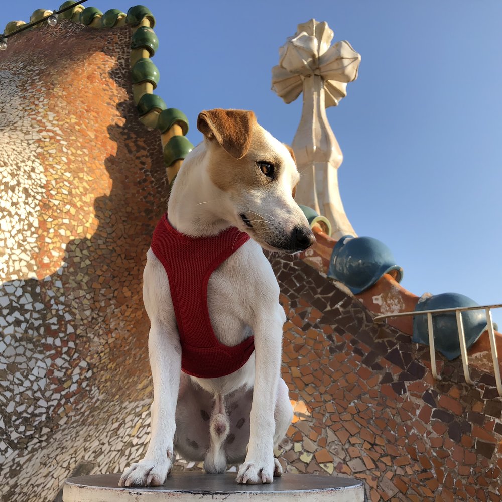 Azotea de Casa Batlló.