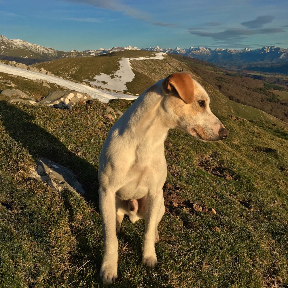 Admirando los Pirineos.