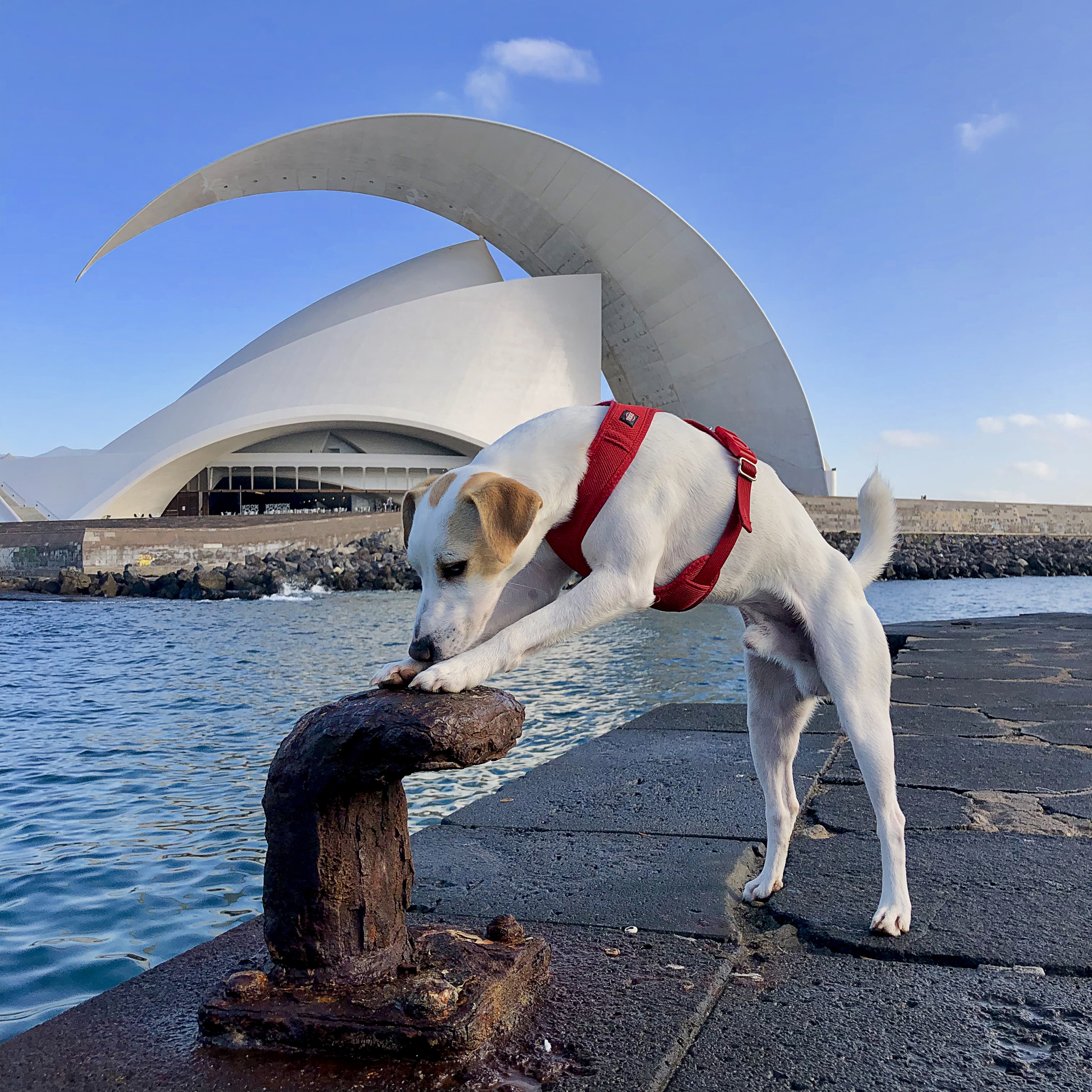 Parques para Perros en Tenerife: Localización y normas de uso