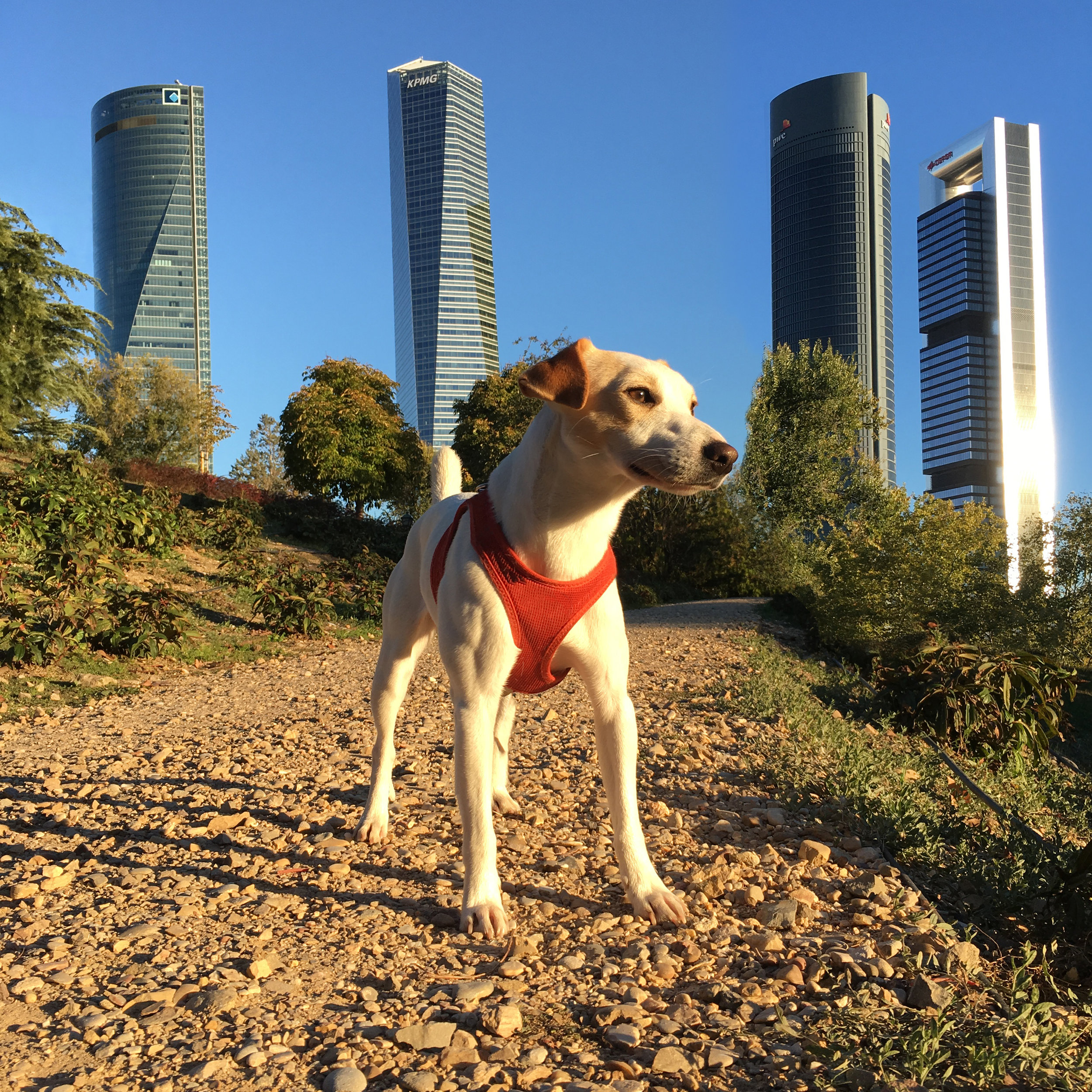 11 parques para ir con perros en Madrid