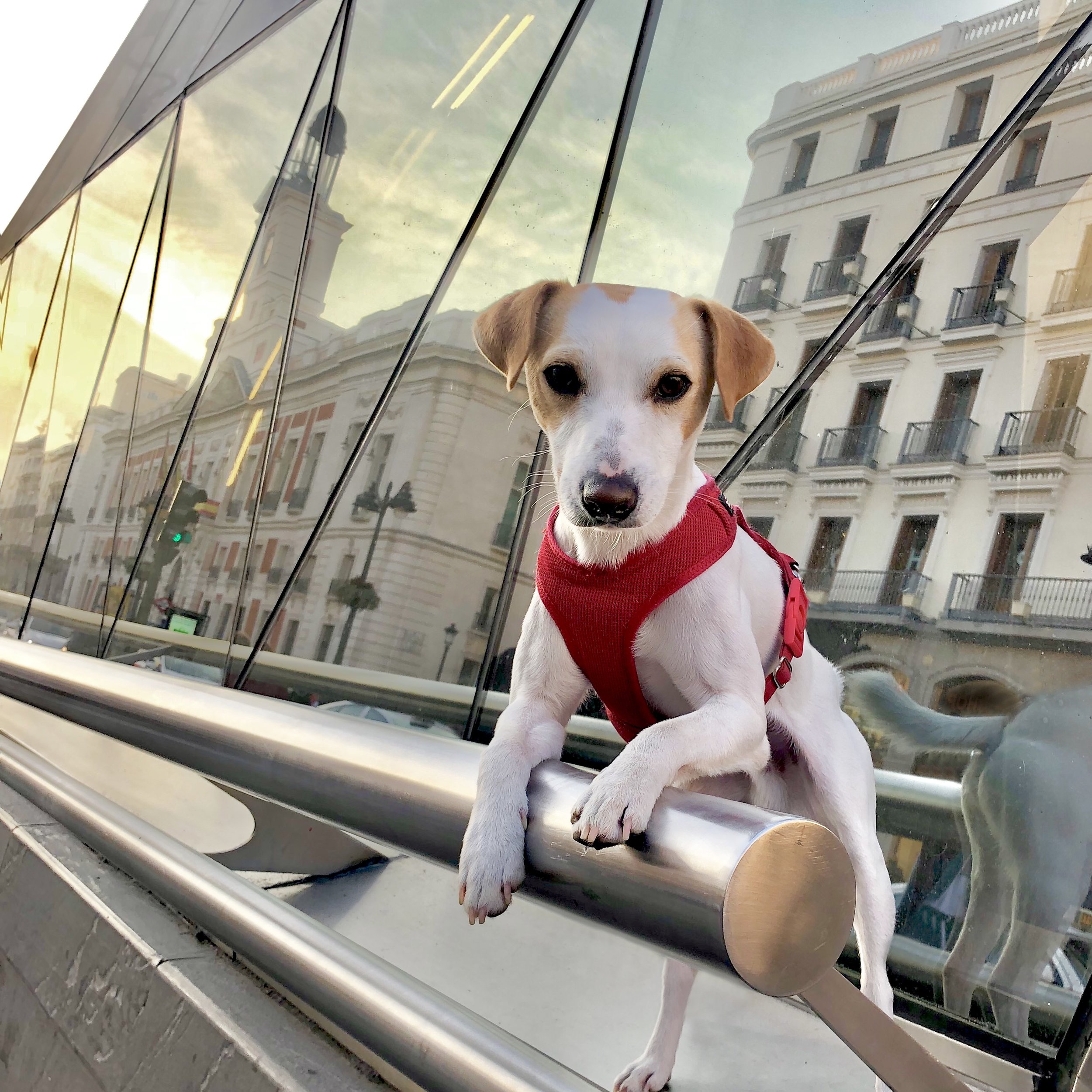 Madrid perro — PIPPER ON TOUR