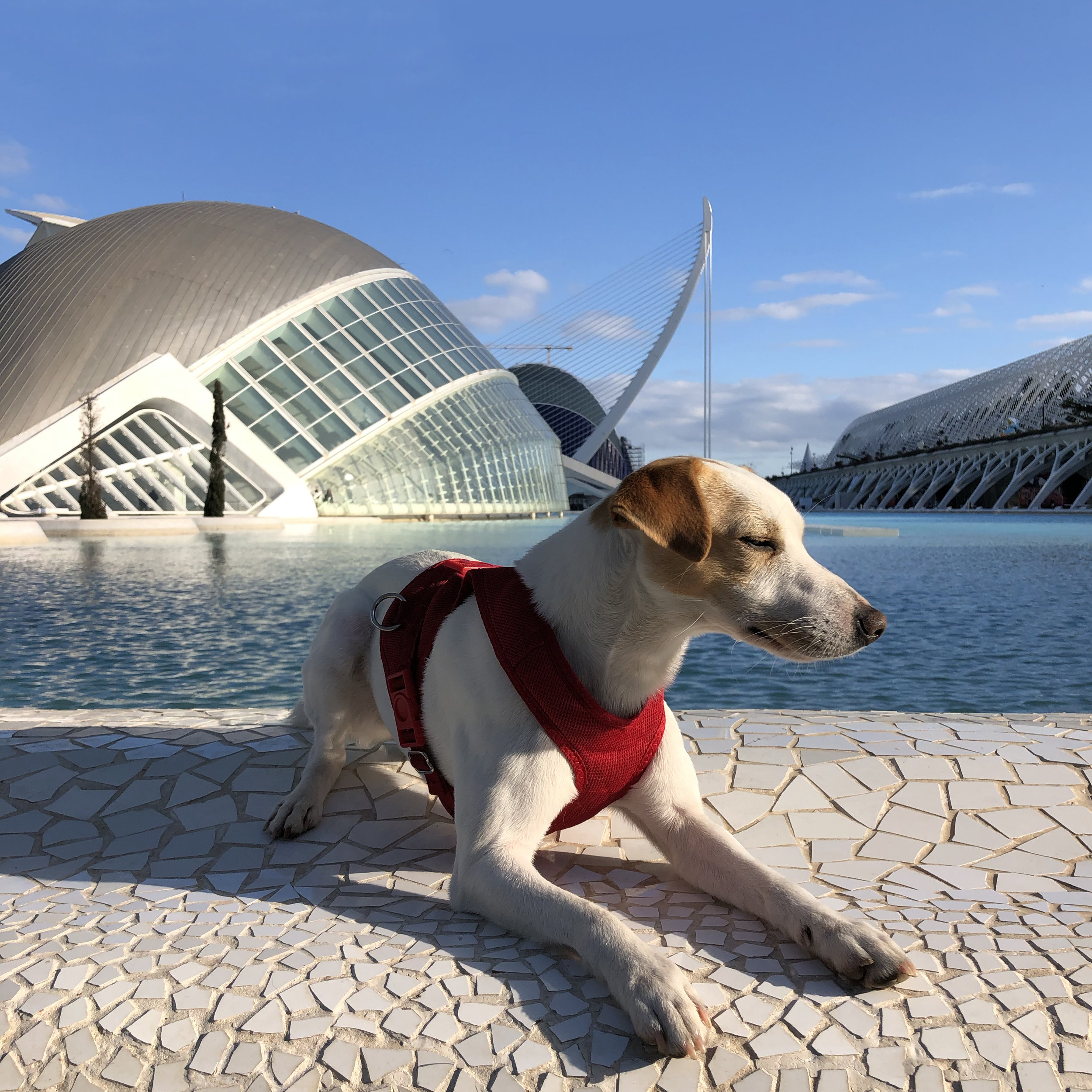 Valencia con perro PIPPER ON TOUR