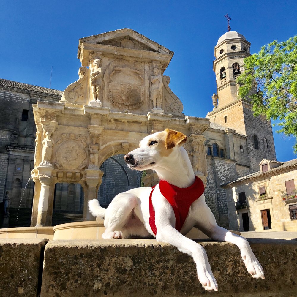 Baeza con perro (nuestro amigo Pipper).