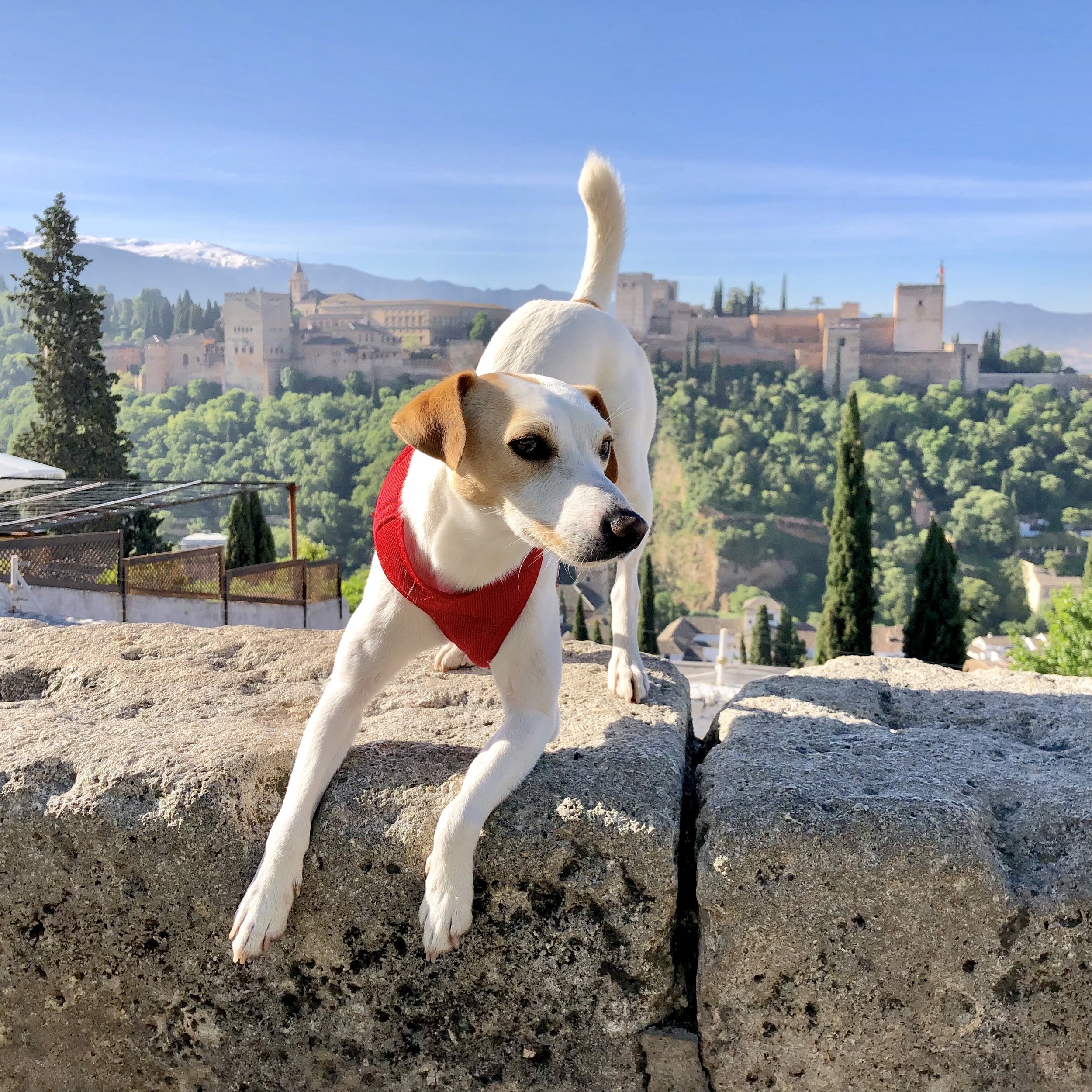 Video: Los mejores parques caninos de Andalucía