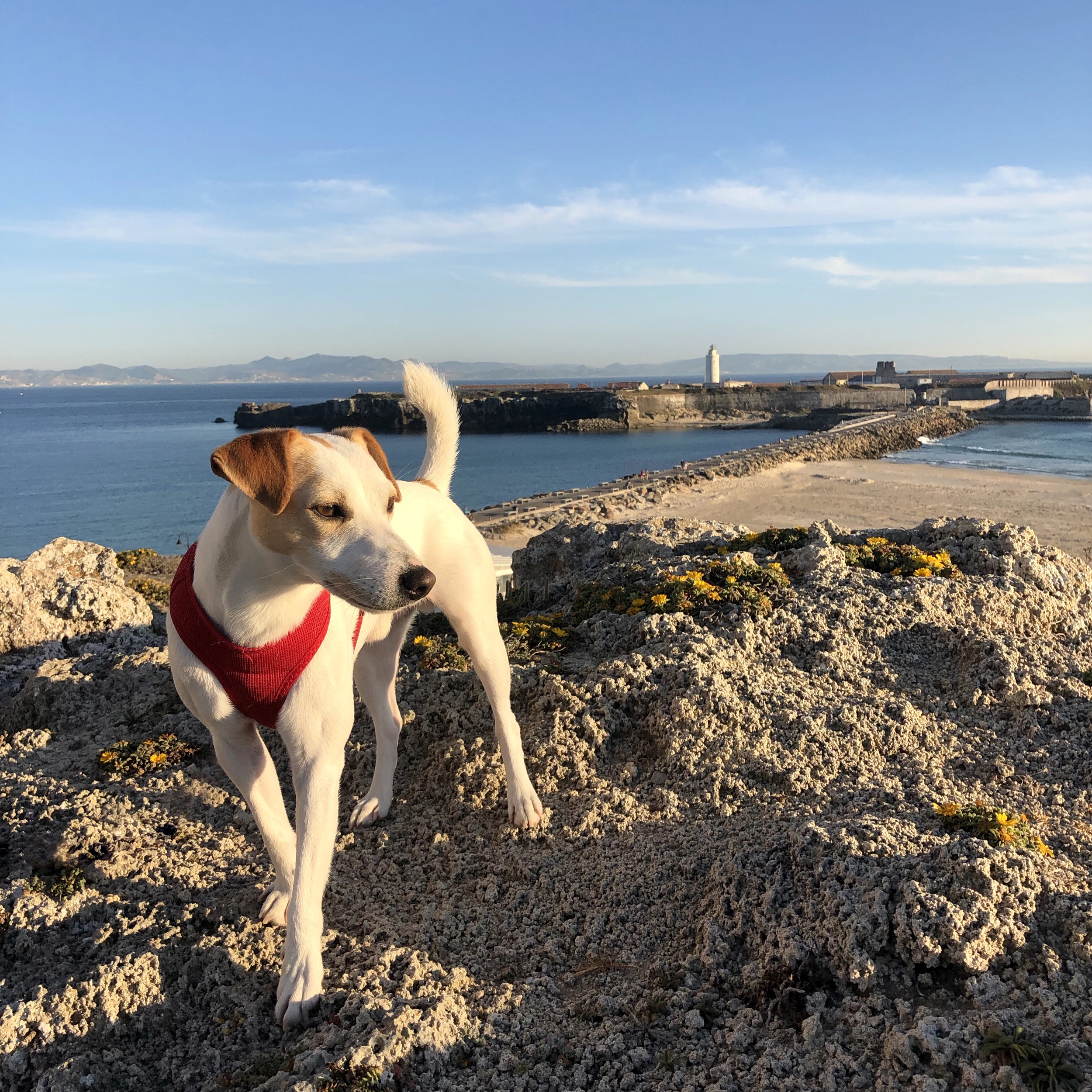 captura formato Distinguir Cádiz con perro — PIPPER ON TOUR