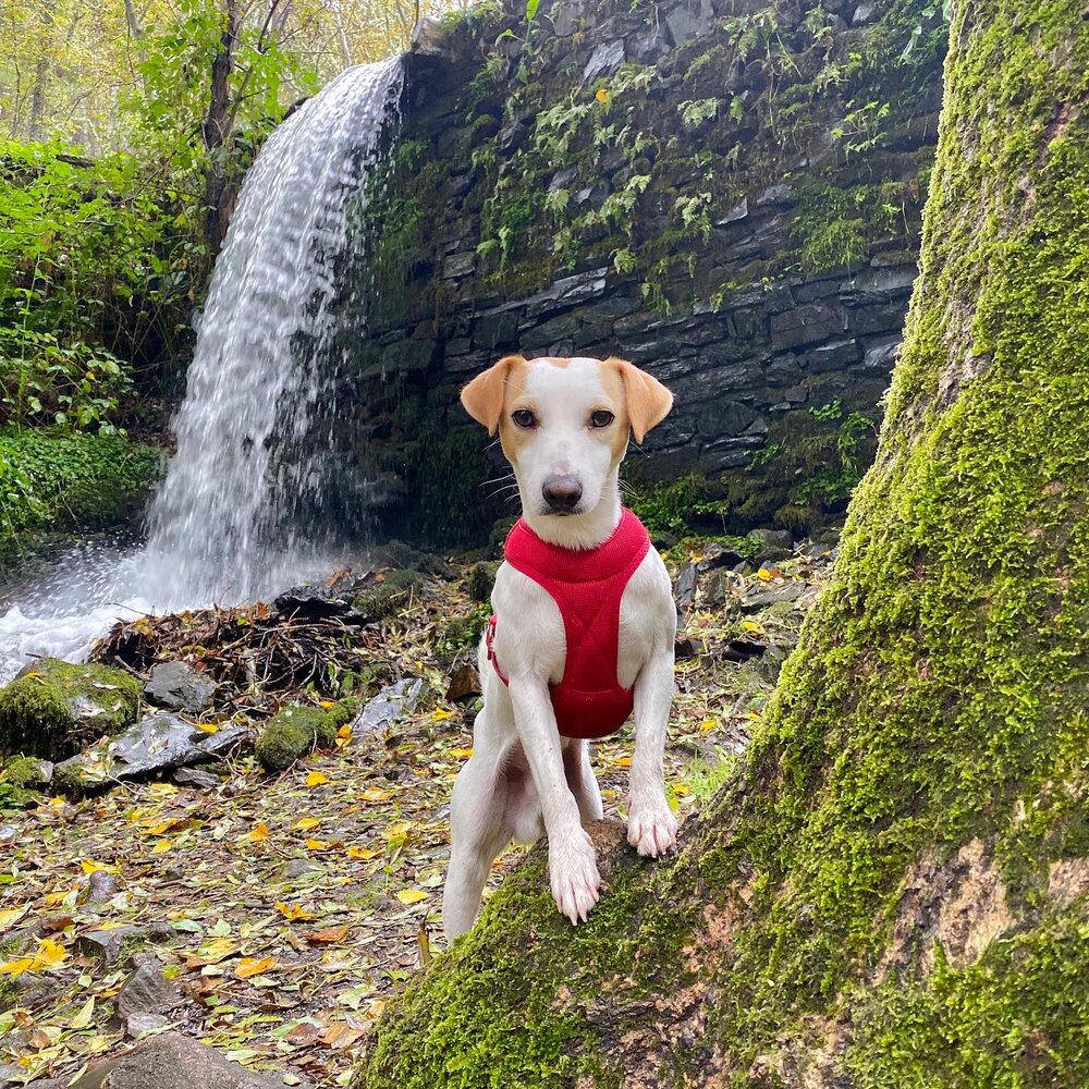 Cascada en la herrería de Compludo.