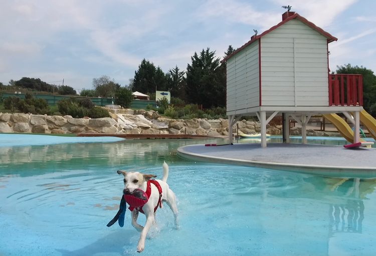 Todas Las Piscinas Y Parques Acuáticos Para Perros En España Pipper On Tour