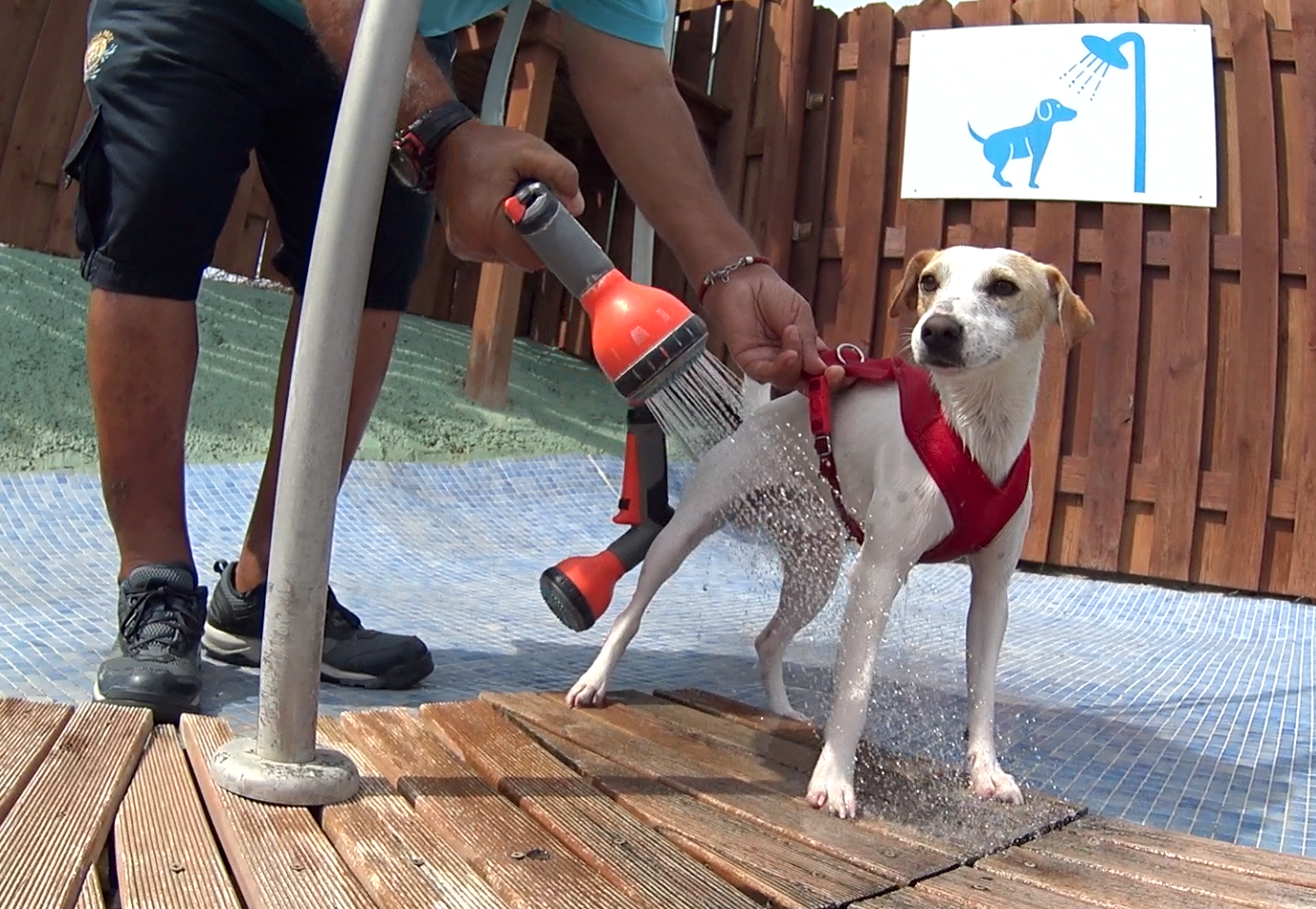 Todas Las Piscinas Y Parques Acuáticos Para Perros En España Pipper On Tour
