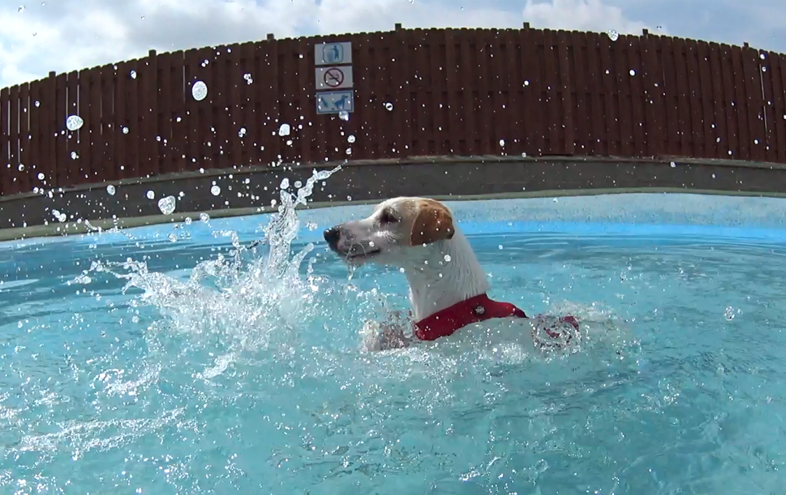 Todas Las Piscinas Y Parques Acuáticos Para Perros En España Pipper On Tour