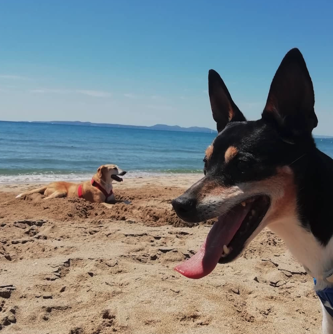 Ciudadano General Delicioso Las mejores playas para ir con perro en España en 2022 — PIPPER ON TOUR