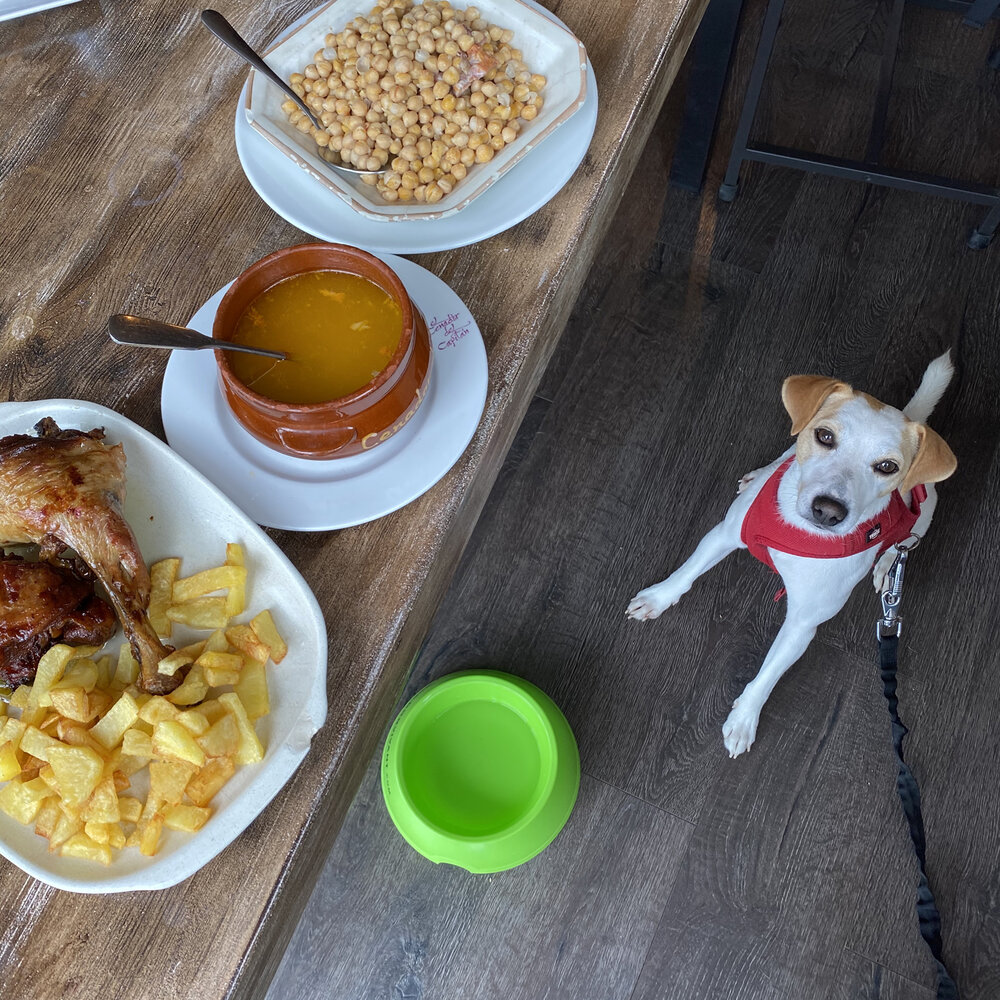 Pipper en el restaurante dog friendly.