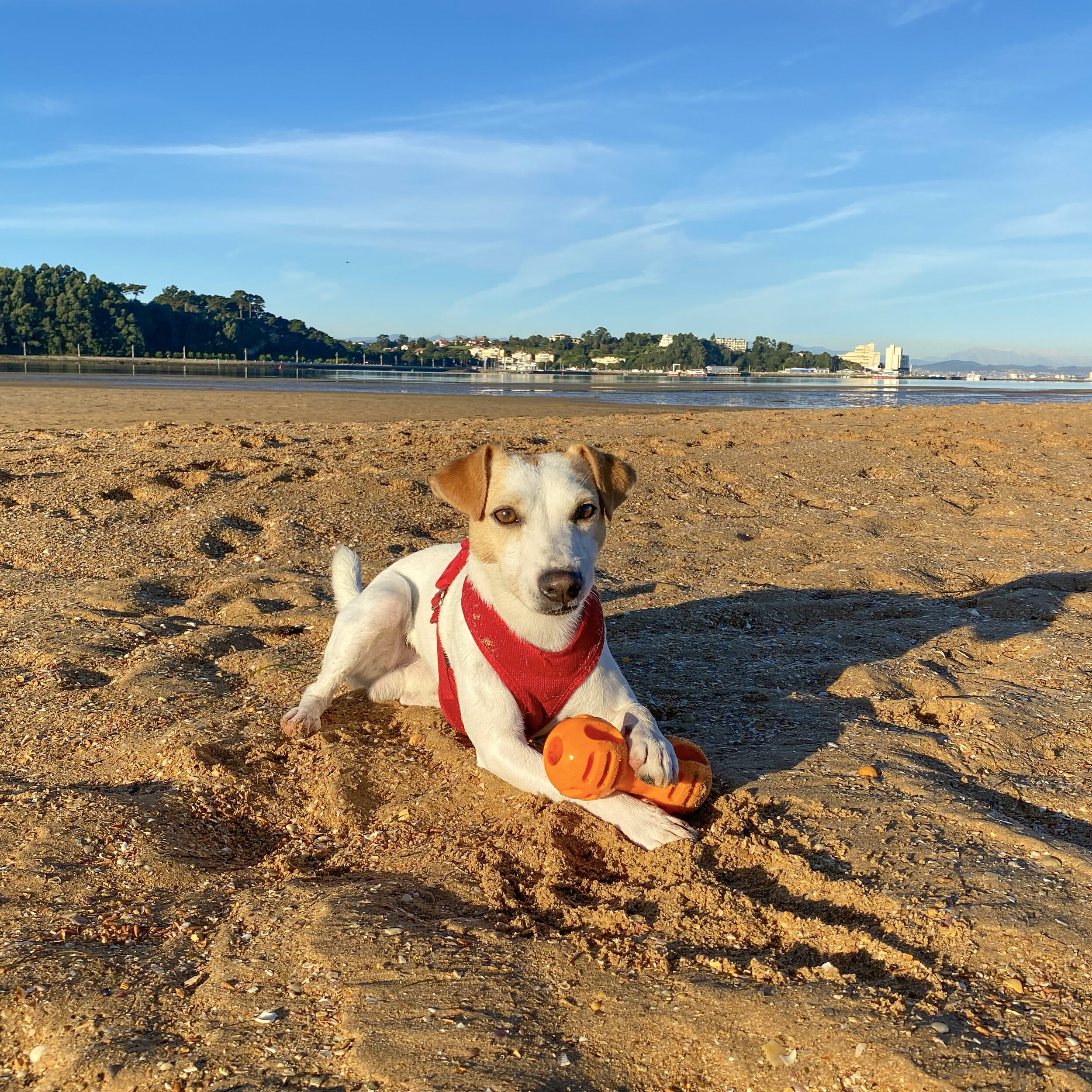 Adjunto archivo Individualidad Gimnasta Las mejores playas para ir con perro en España en 2022 — PIPPER ON TOUR