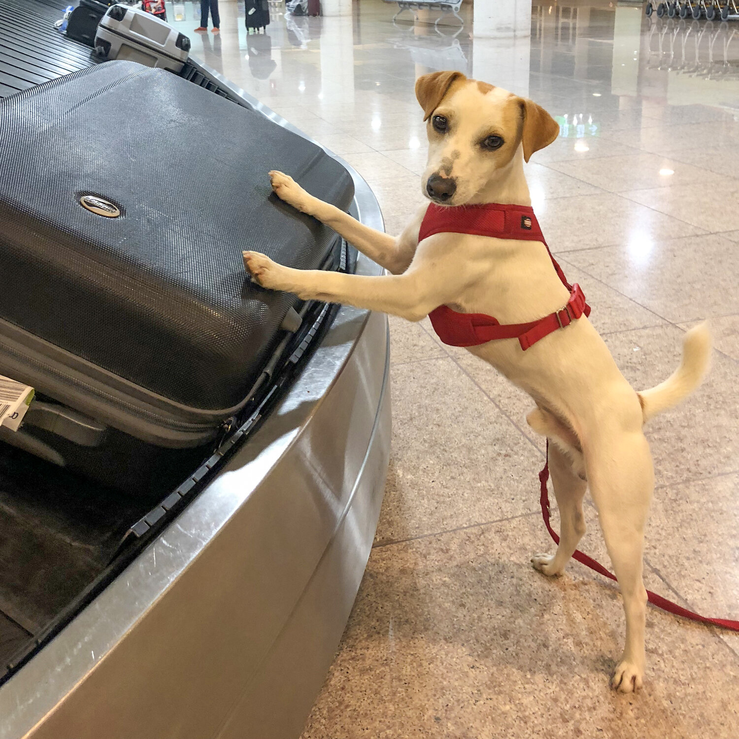 Consejos para en avión con perro — PIPPER TOUR