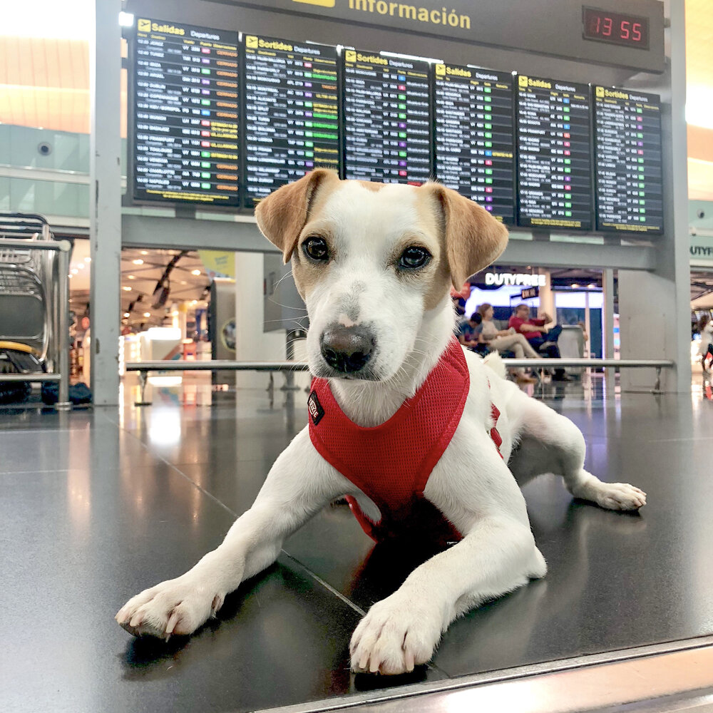 Pipper en el aeropuerto de Barcelona.