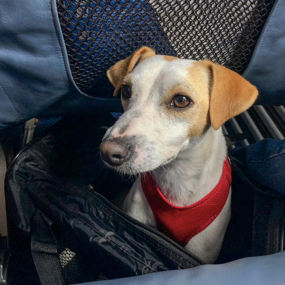 Pipper en el avión.