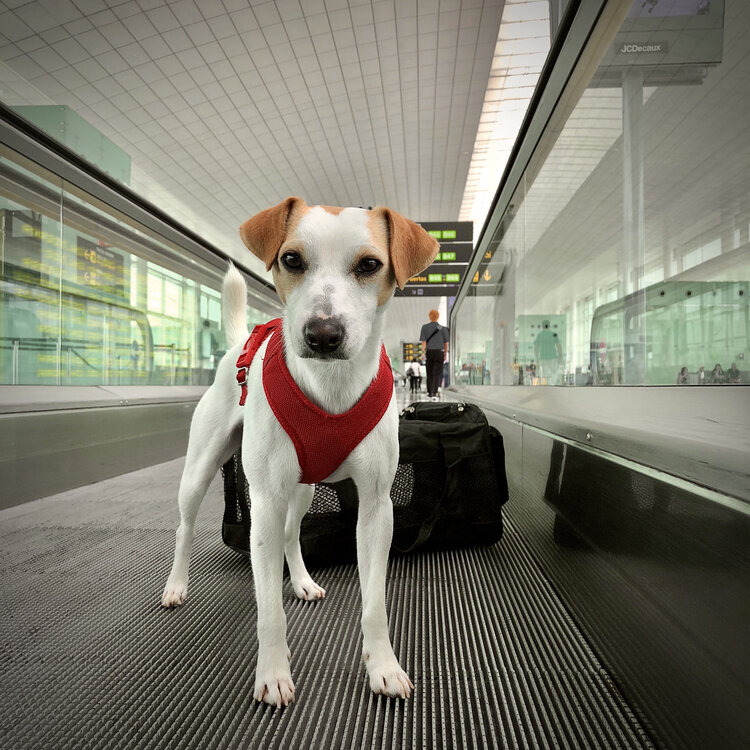 Consejos para viajar en avión con perro — PIPPER ON