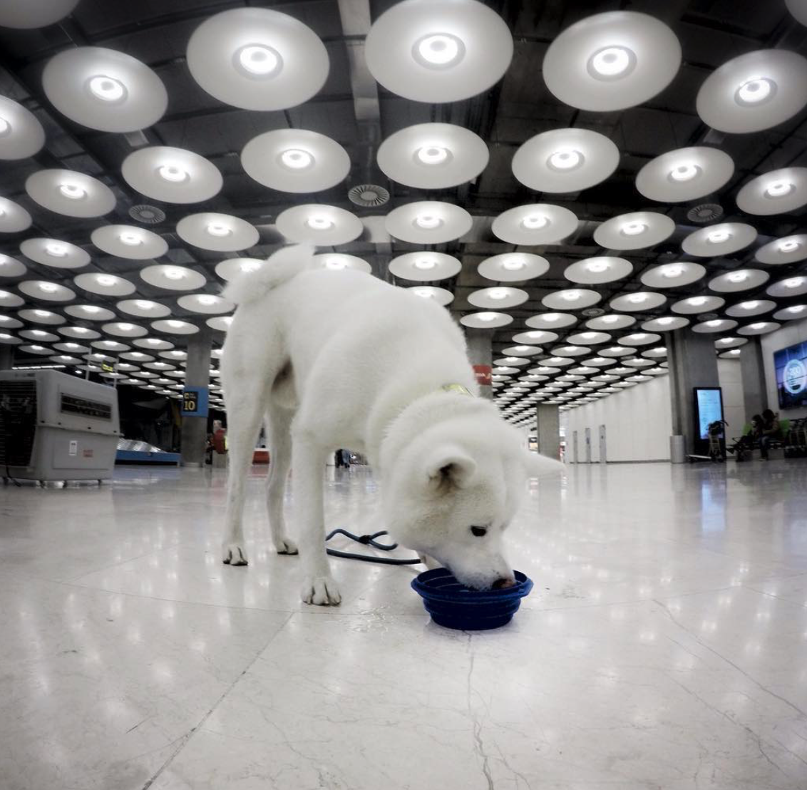 Consejos para viajar en avión con perro — PIPPER ON TOUR