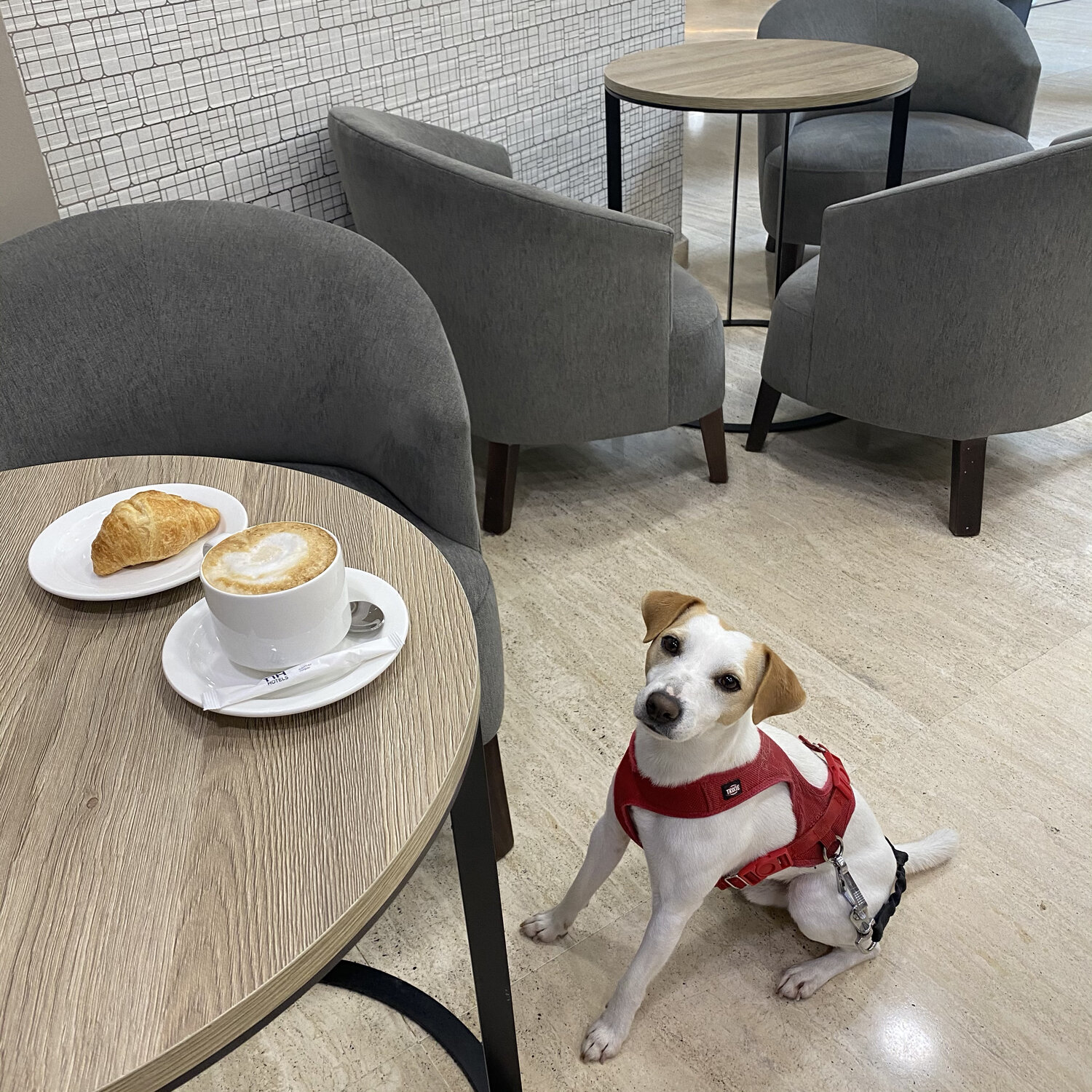 La cafetería del hotel es dog friendly.