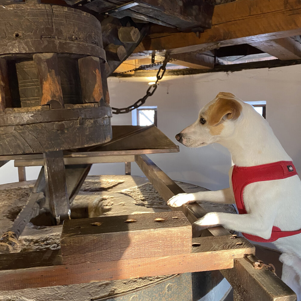 Visita al interior de un molino.