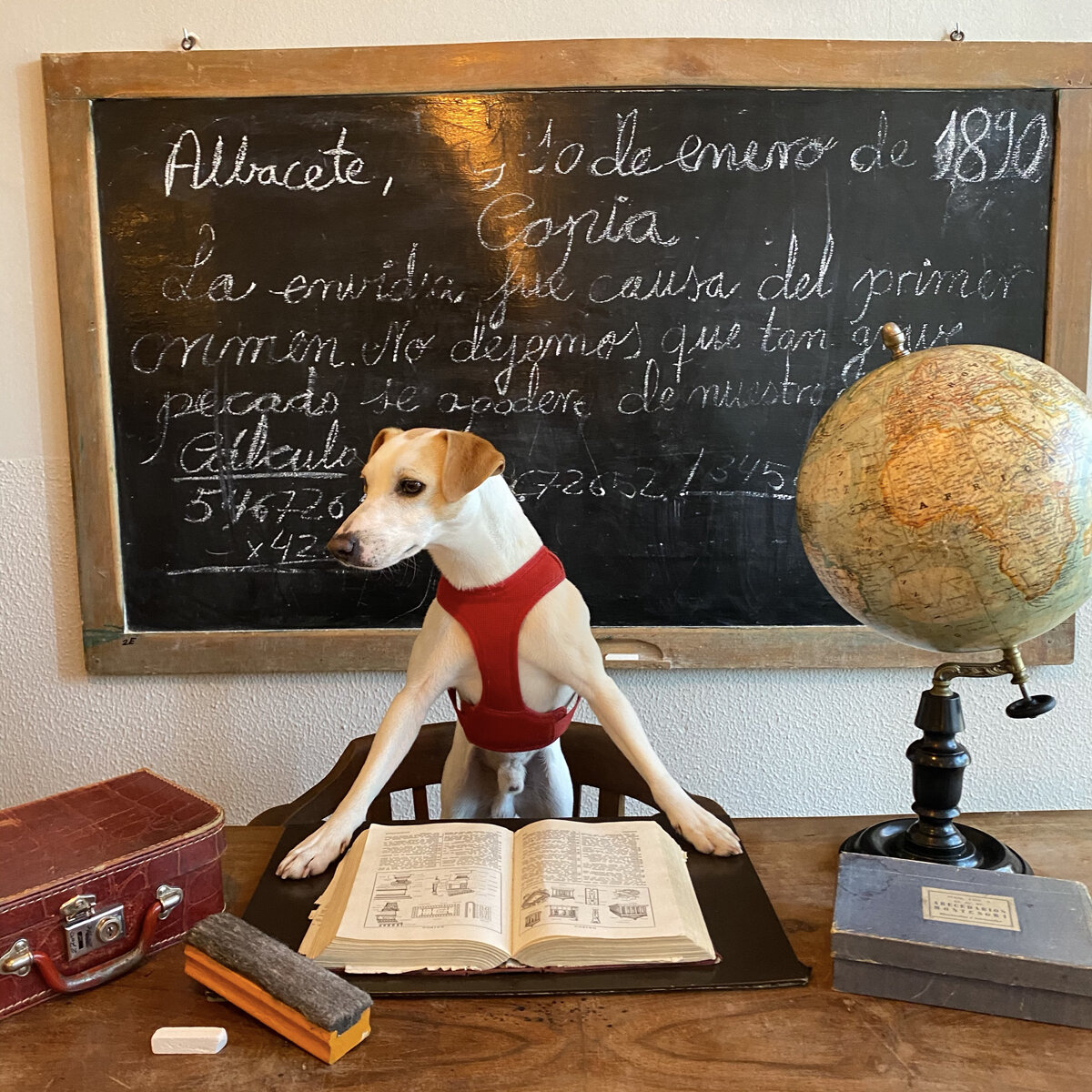 Pipper haciendo de profesor.