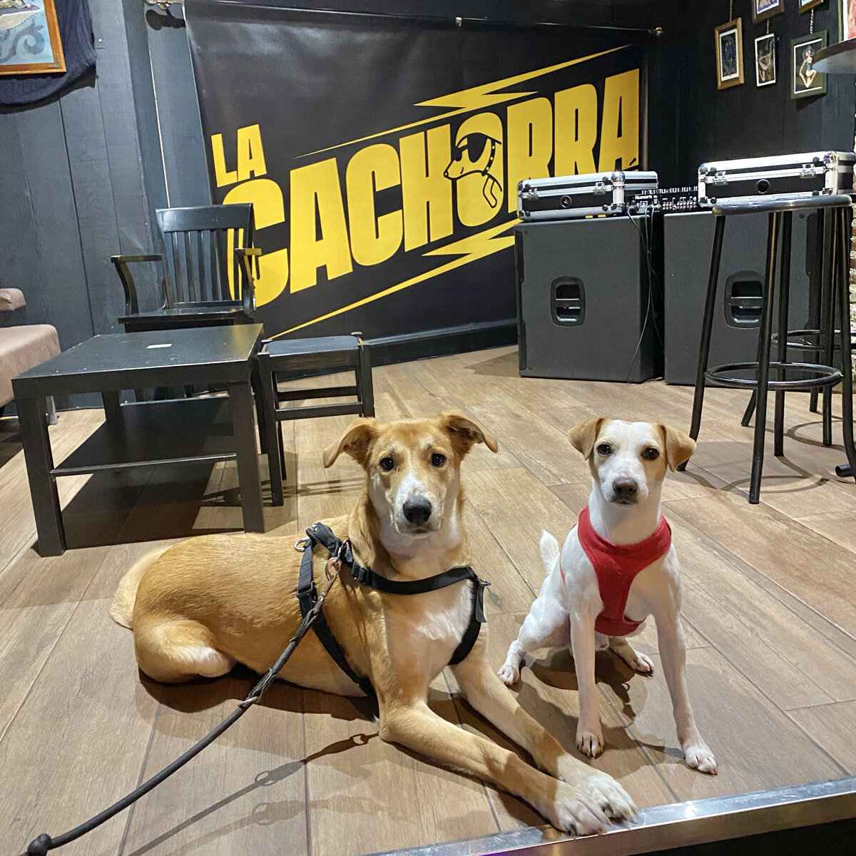 El bar La Cachorra es dog friendly.