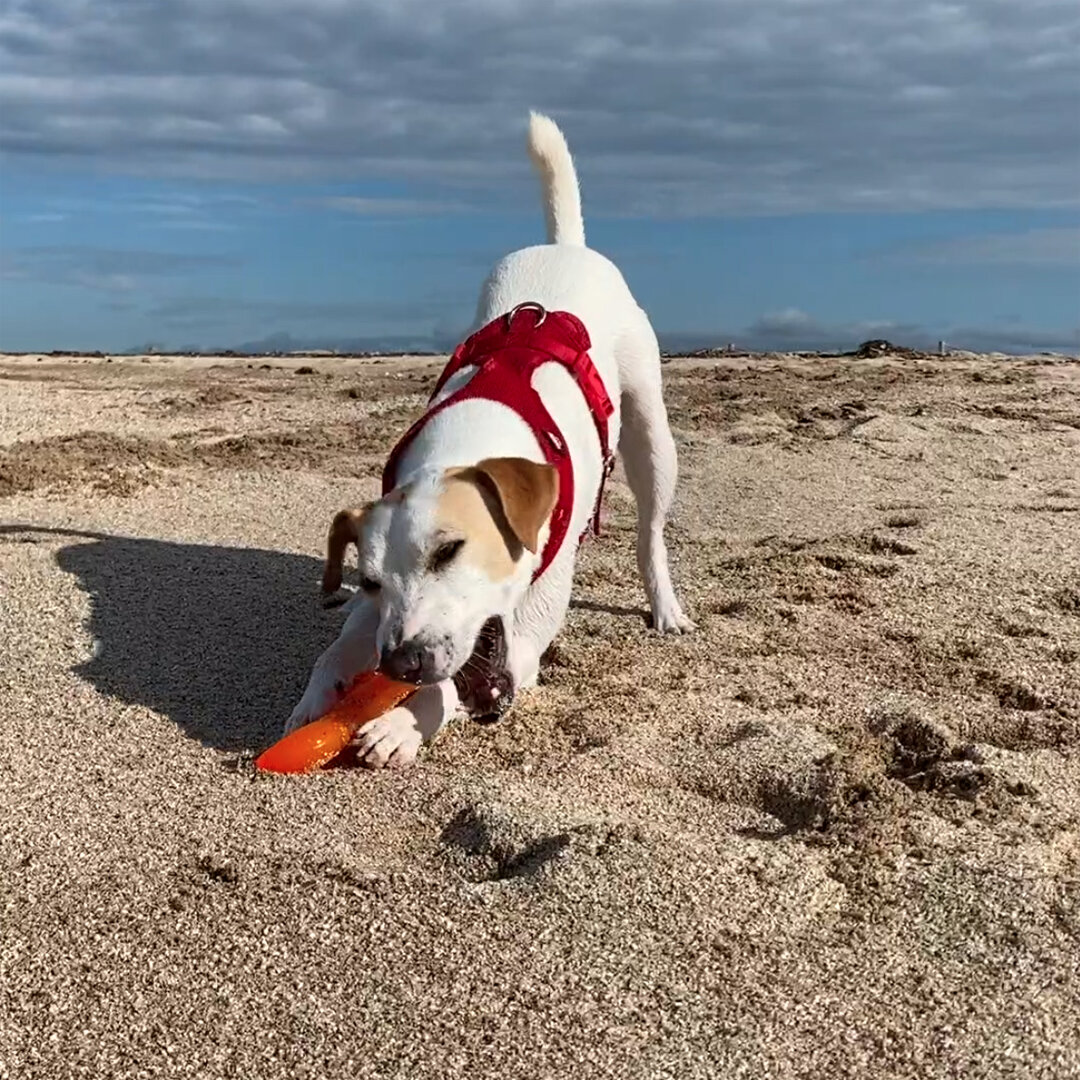 Playa para perros de La Rubina.