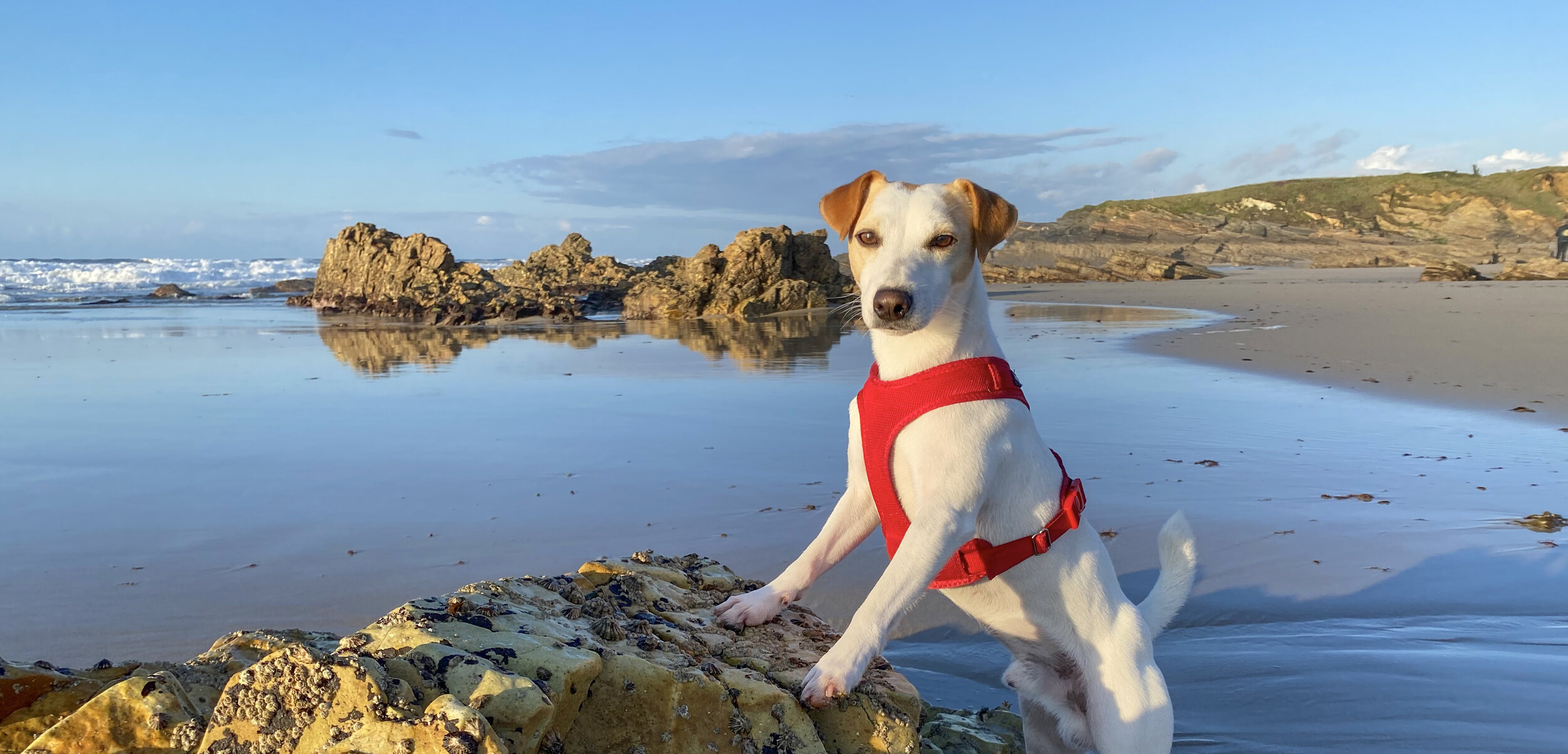 mejores playas para ir con perro en España en 2022 — PIPPER ON TOUR