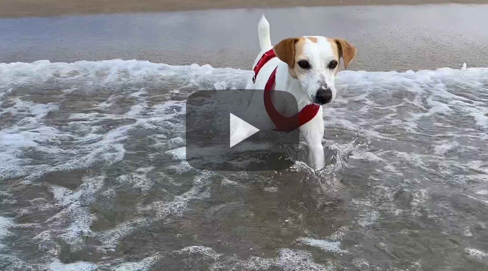 Pipper en la Costa Brava.