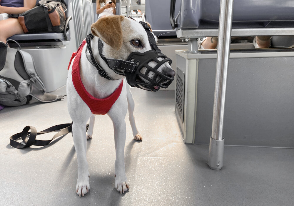 14 ciudades permiten perros en bus — PIPPER ON