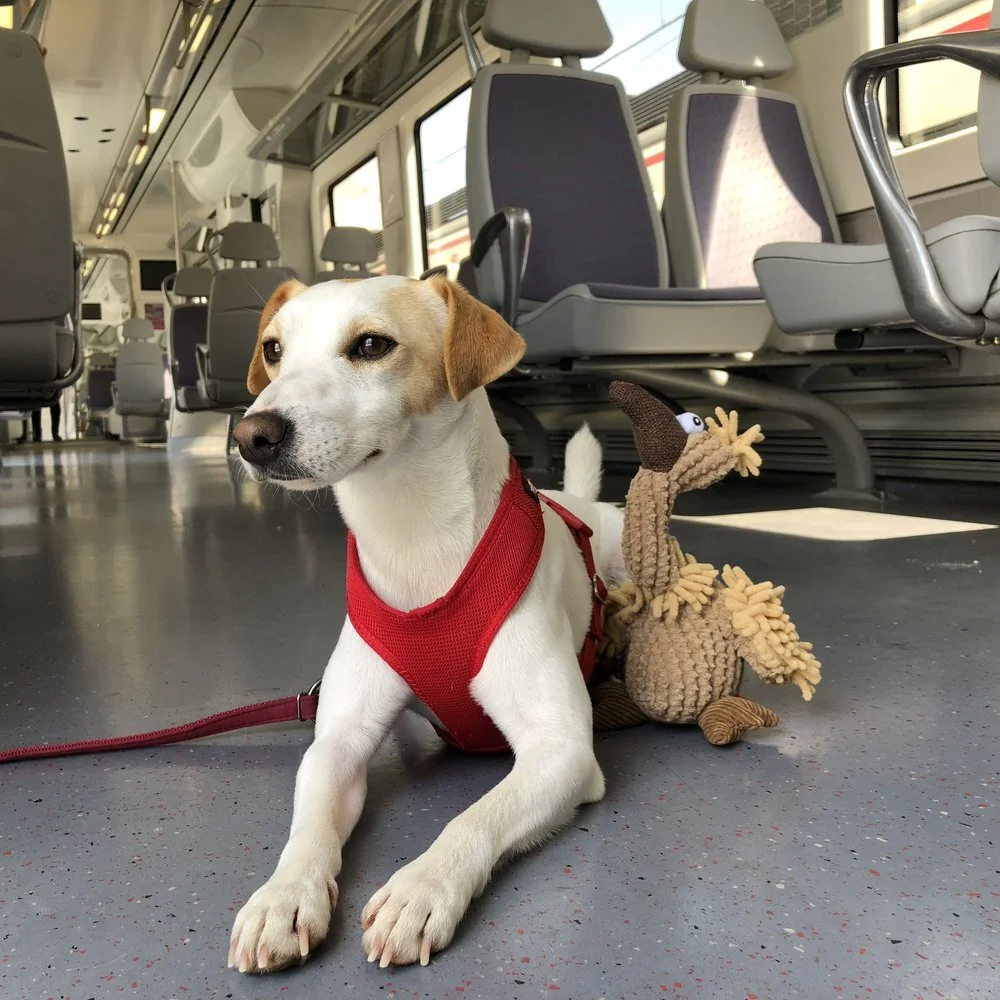 Viajar con perro en trenes de cercanías