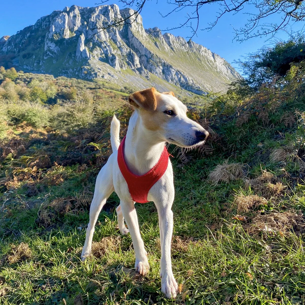 Pipper cerca del Biotopo de Itxina.