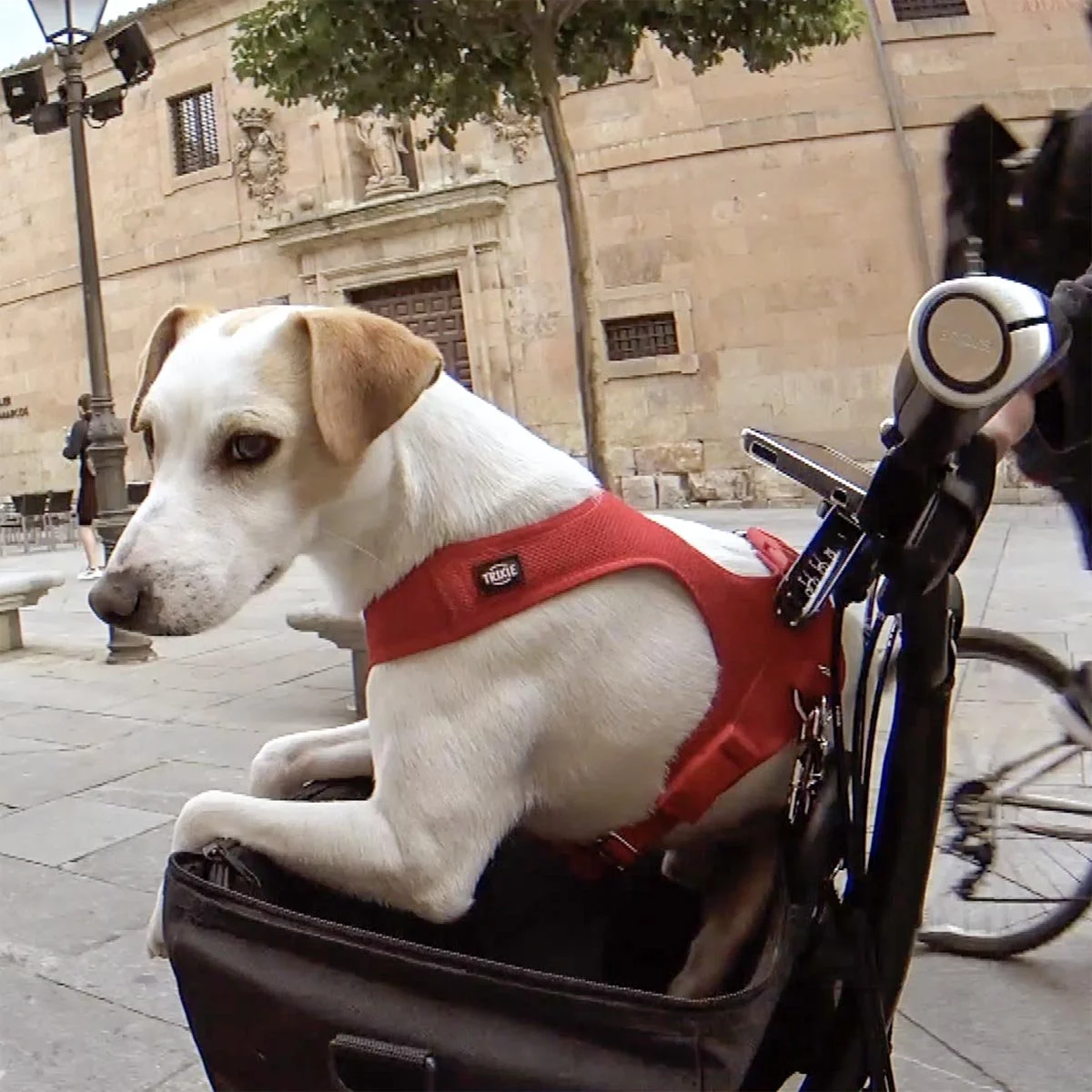 Mochila Para Llevar Perro En Bicicleta Bolso Para Llevar Perro En