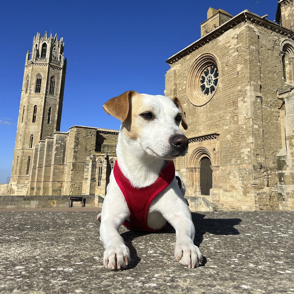 Pipper junto a la Seu Vella.