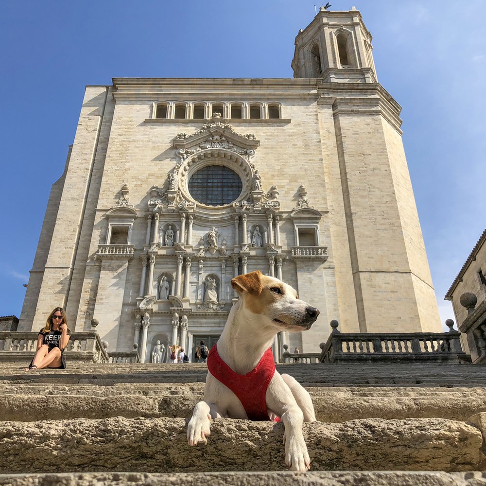 Pipper y la catedral de Girona.