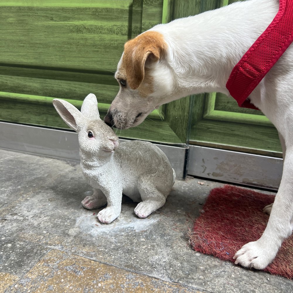 ¿Será un conejo de verdad?