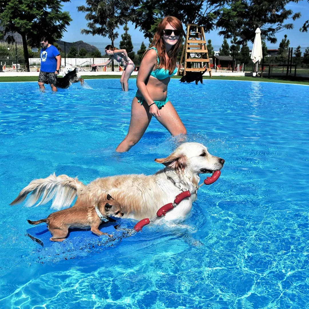 Un parque acuático para perros