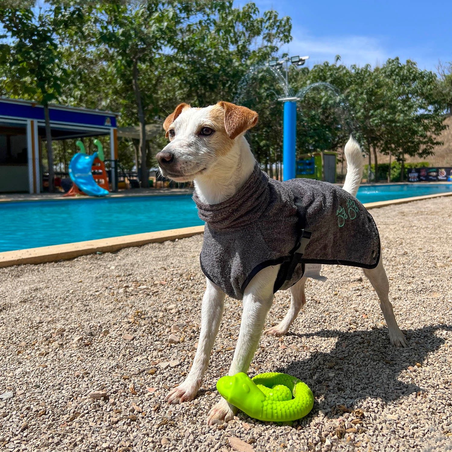 Piscinas y 'aquaparks' caninos en España — PIPPER ON TOUR