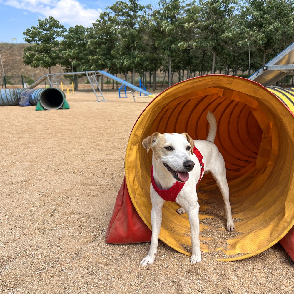 Zona de 'agility'.