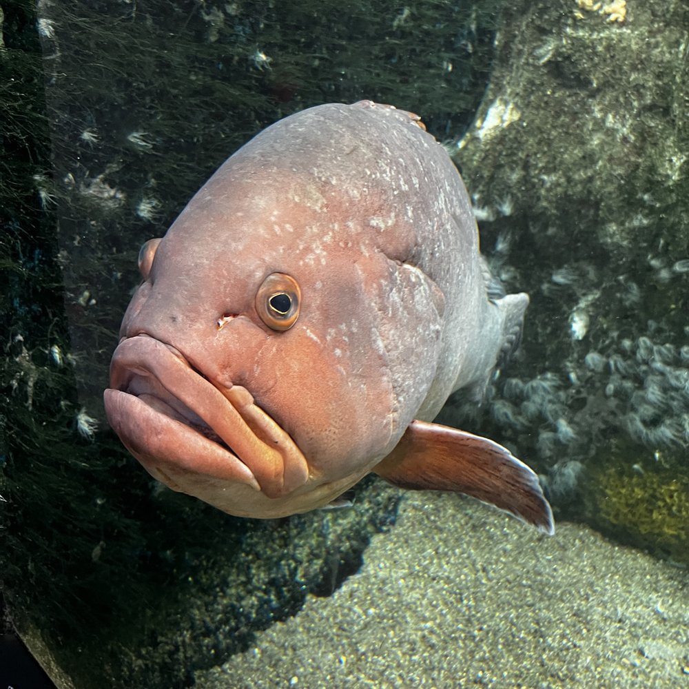 Acuario de O Grove.