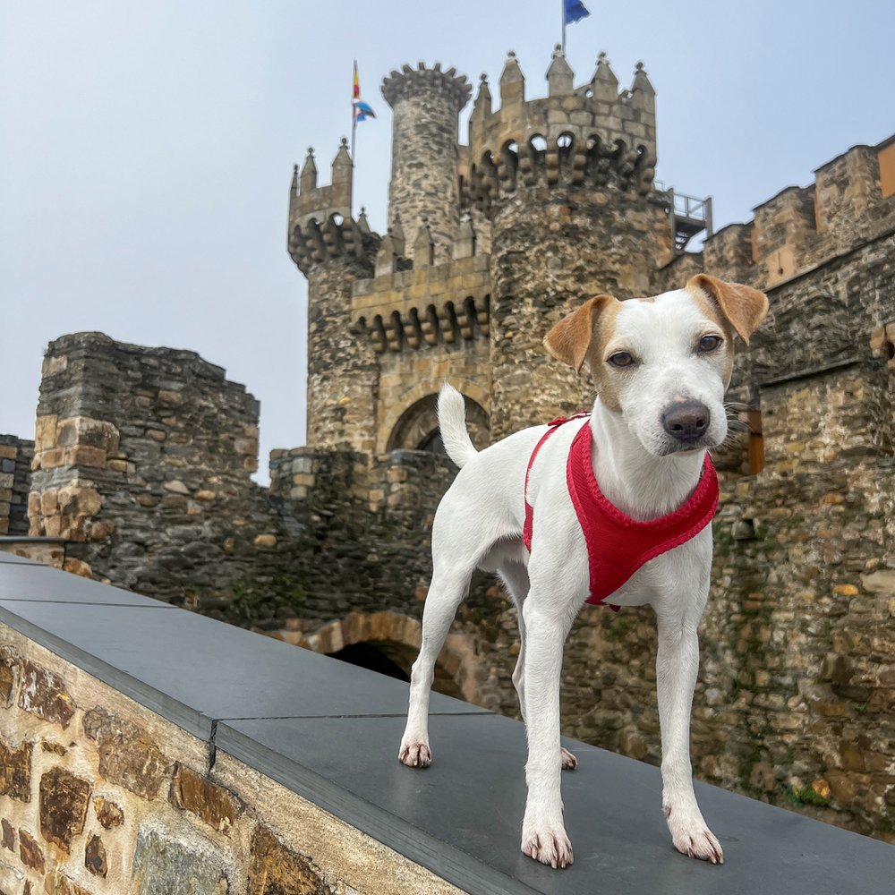 El castillo de Ponferrada no admite perros.