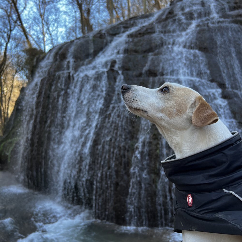 Pipper en el Monasterio de Piedra.