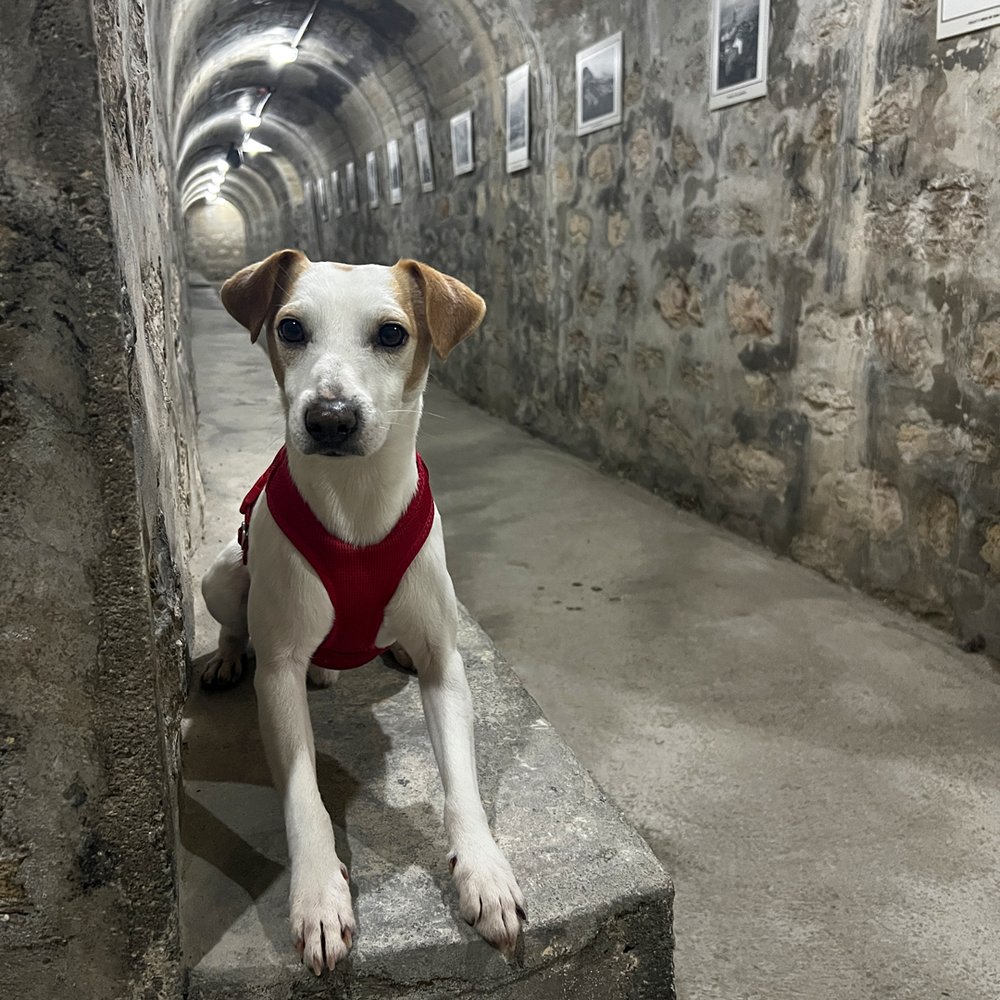 Pipper en el refugio antiaéreo.