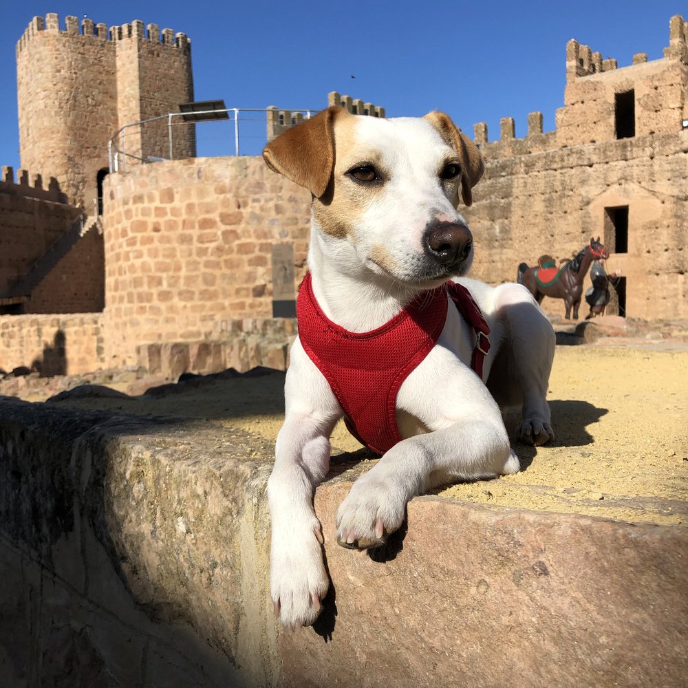 Pipper en el Castillo de Burgalimar en Baños de la Encina.